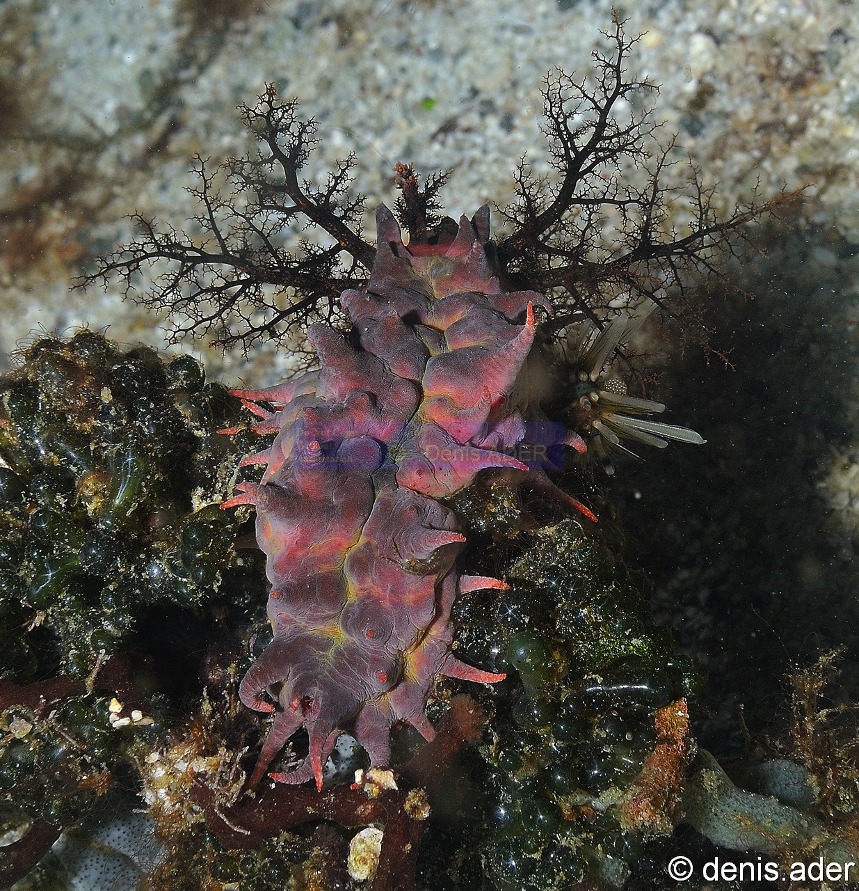 Colochirus quadrangularis Komodo Nassa-4m-20160806nuit-Denis-ADER-DSC_0517_tn.jpg